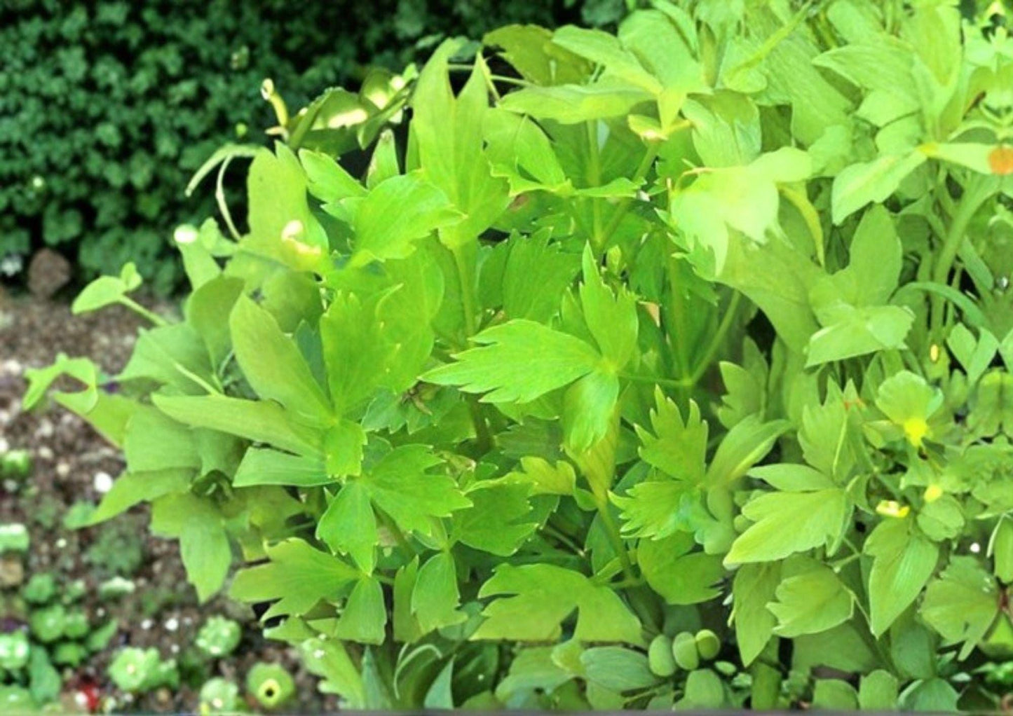 Lovage Seeds 200+ | Heirloom Non-GMO Levisticum officinale | Aromatic Culinary & Medicinal Herb for Herb Gardens