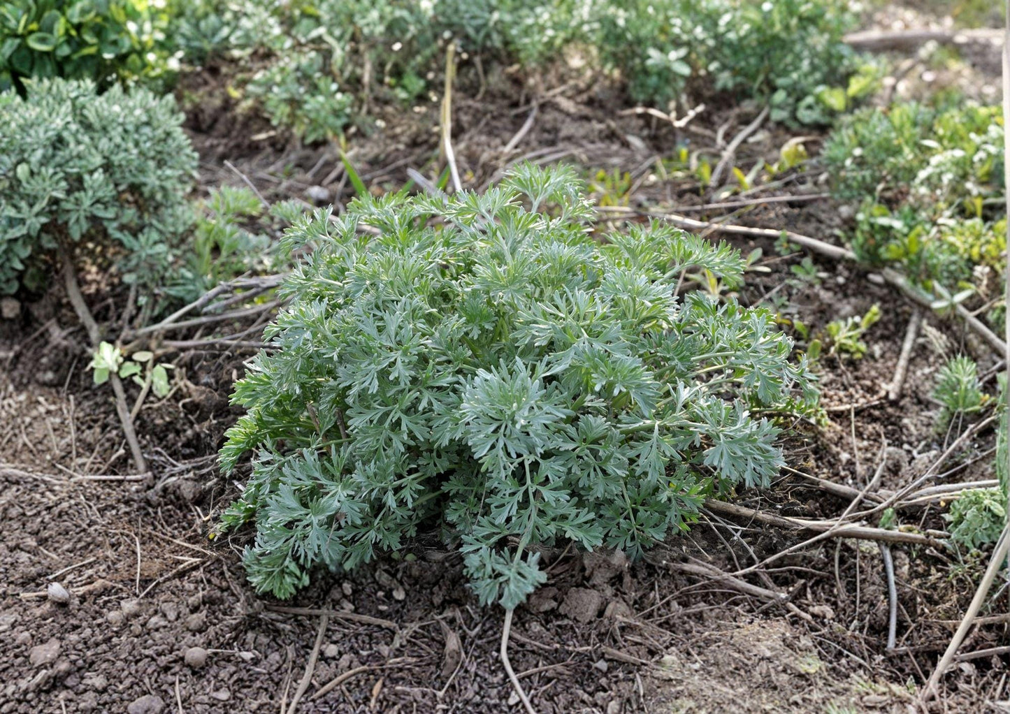 Wormwood Seeds, Artemisia absinthium, Heirloom Non-GMO, Perennial Medicinal Herb, Silver Foliage, Herb Garden Seeds