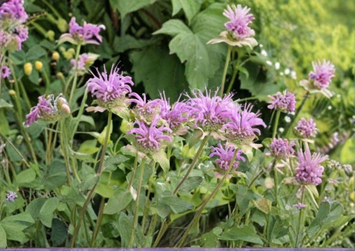 Bee Balm Wild Bergamot Seeds, Monarda Fistulosa, Perennial Pollinator-Friendly Flower for Bees, Butterflies & Hummingbirds