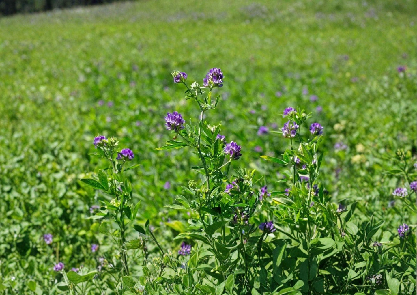 Alfalfa Seeds Non-GMO Heirloom Cover Crop Medicago sativa Pollinator-Friendly Forage Plant