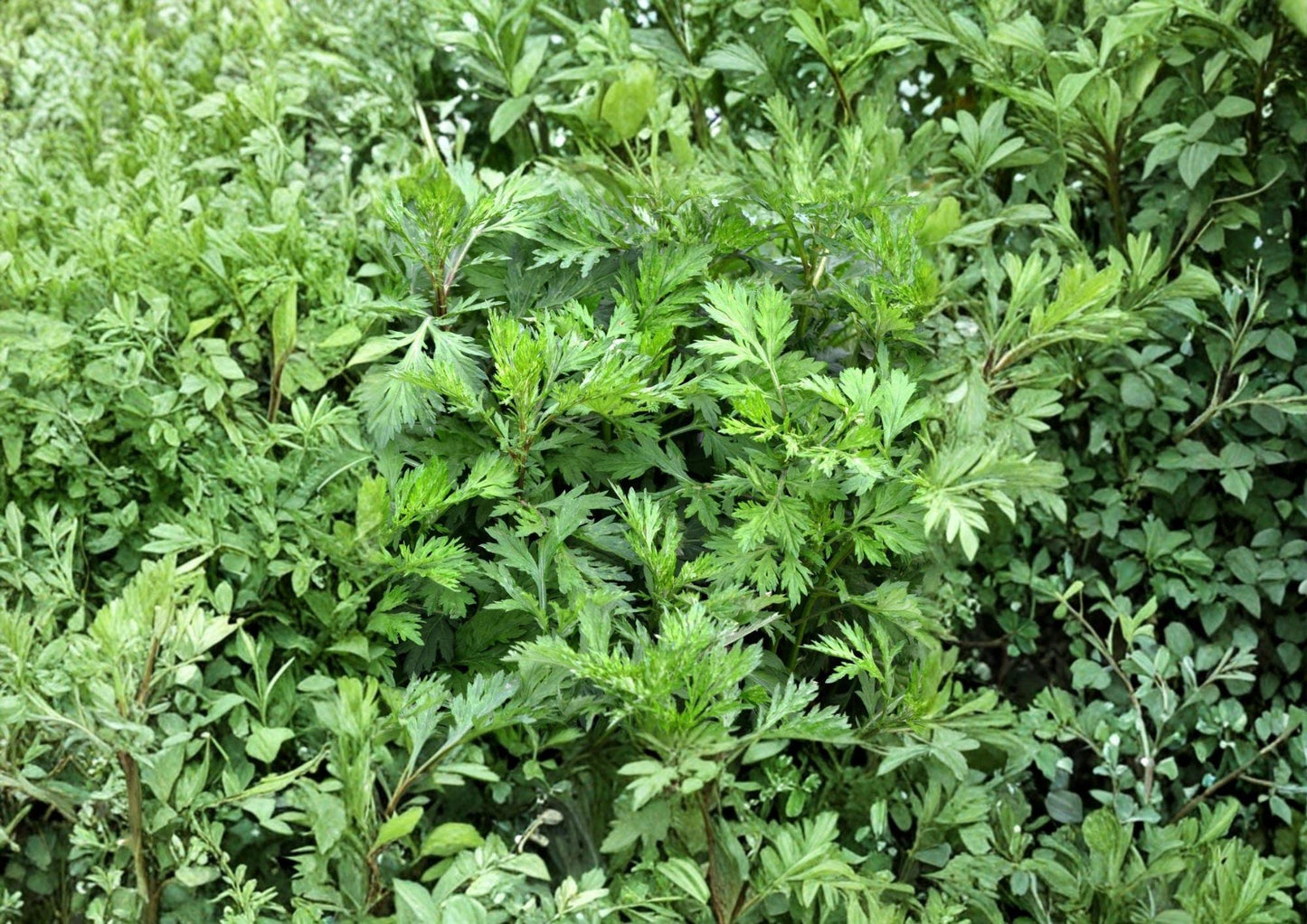 Mugwort Seeds, Artemisia vulgaris, Heirloom Non-GMO Perennial Herb for Culinary & Medicinal Gardens