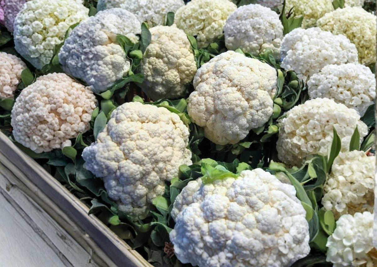 Self-Blanching Cauliflower Seeds, Heirloom Non-GMO Brassica Oleracea, Cool Season Vegetable Seeds for Spring and Fall Gardening
