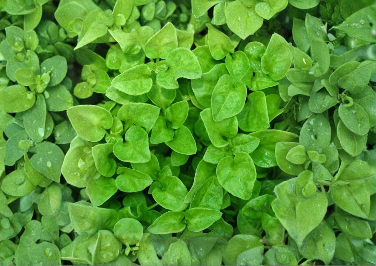 Watercress Seeds, Heirloom Non-GMO Nasturtium officinale, Aquatic Herb, Peppery Green, Garden & Water Planting Seeds