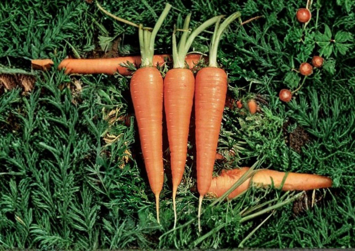1000 Danvers 126 Carrot Seeds, Heirloom Non-GMO Daucus Carota Vegetable Seeds for Home Garden, Sweet Root Carrots, Organic Gardening