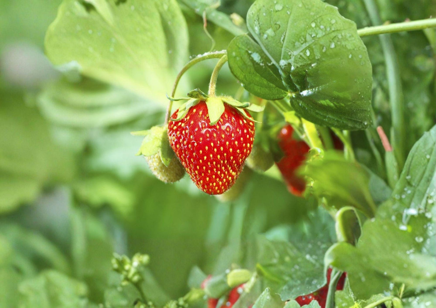 Heirloom Strawberry Seeds, Non-GMO Fragaria x ananassa, Sweet Juicy Berries for Garden, Container, and Hanging Basket Growing