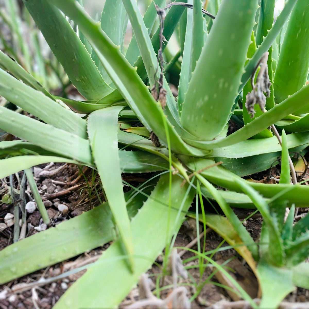 Large Aloe Vera Plant – Organic Medicinal Succulent Bare Root 12–18 Inches for Skin Soothing and Natural Healing