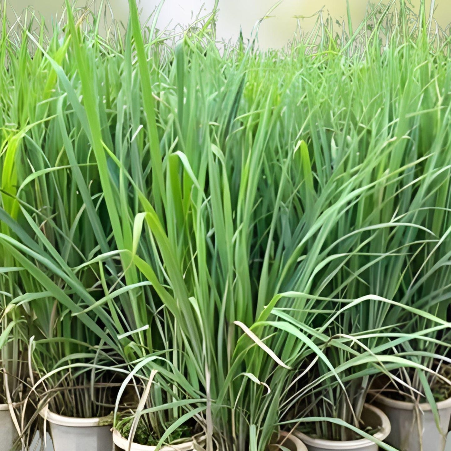 Organic Lemongrass Stalks – Fresh Culinary Herb, Rooted Live Plants Cymbopogon, Aromatic Ornamental Grass for Cooking & Garden