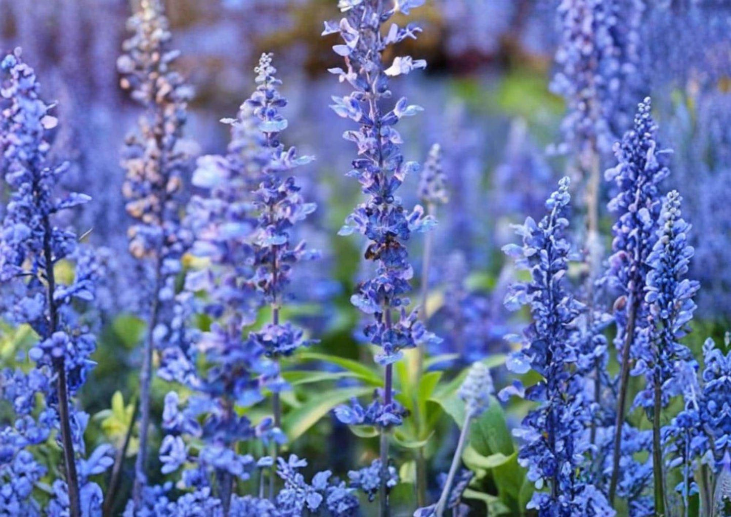 Hyssop Seeds, Non-GMO Heirloom, Pollinator & Hummingbird Attractant, Perennial Medicinal Herb, Hyssopus officinalis, 800+ Seeds