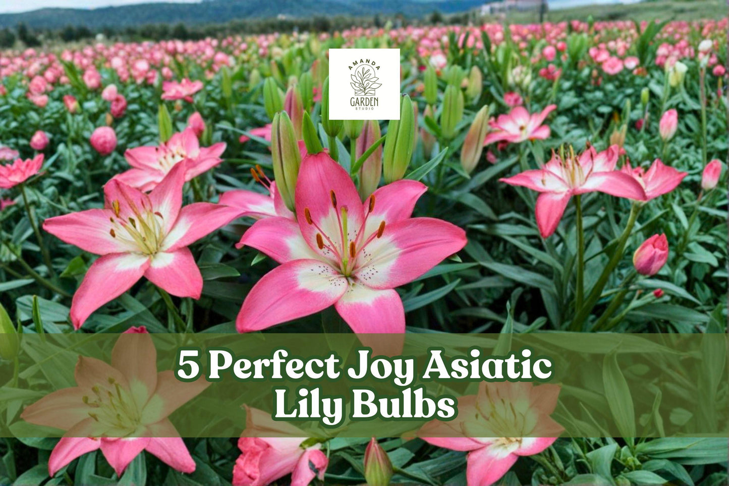 Pink Asiatic Lily Bulbs – 5 Pack, Vibrant Pink Flowers, Lilium spp., Perennial Garden Bulbs for Borders & Cut Flowers