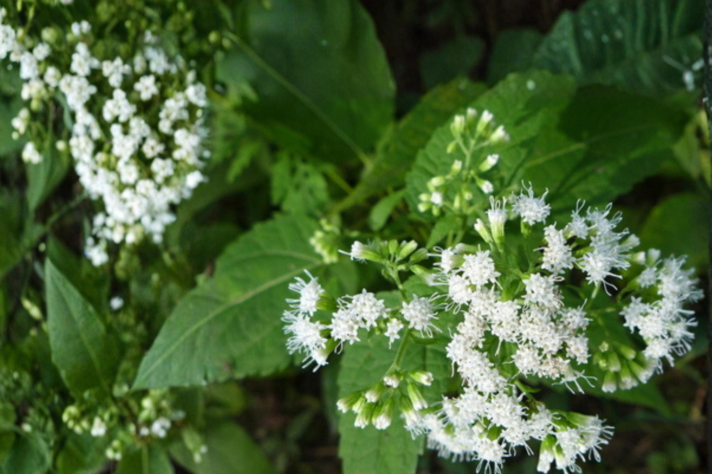 White Snakeroot Seeds – Ageratina altissima, Perennial Woodland Flower, Shade Garden Plant, 100 Seeds