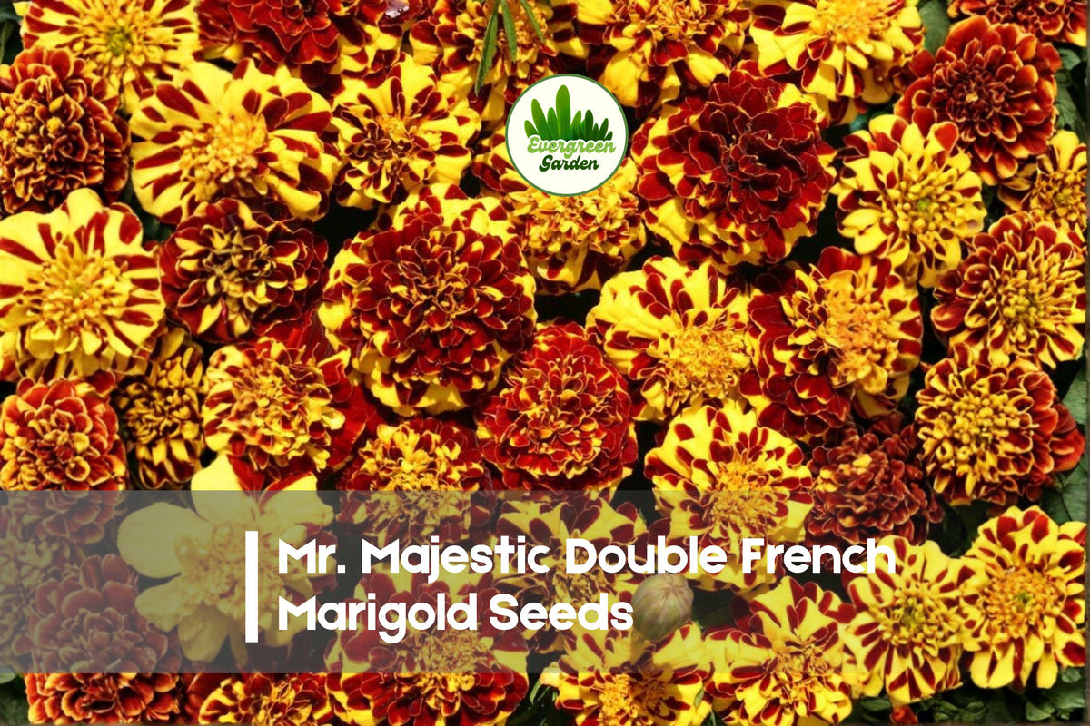Mr. Majestic Double French Marigold Seeds | Red and Yellow Striped Blooms | Tagetes patula | Annual Flower Seeds
