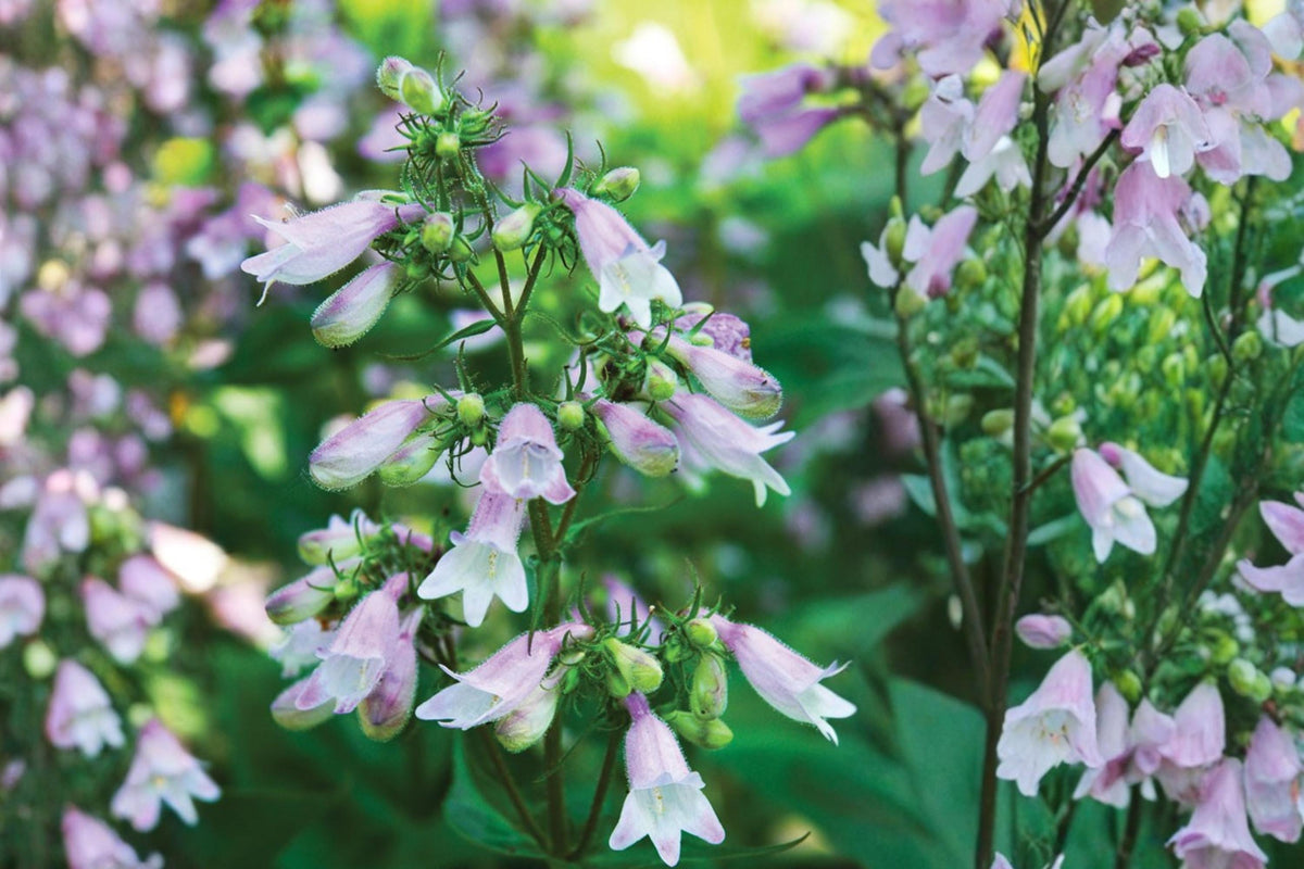 Calico Beardtongue Seeds – Penstemon calycosus, Pink to Lavender Tubular Flowers, Native Perennial for Wildflower Gardens