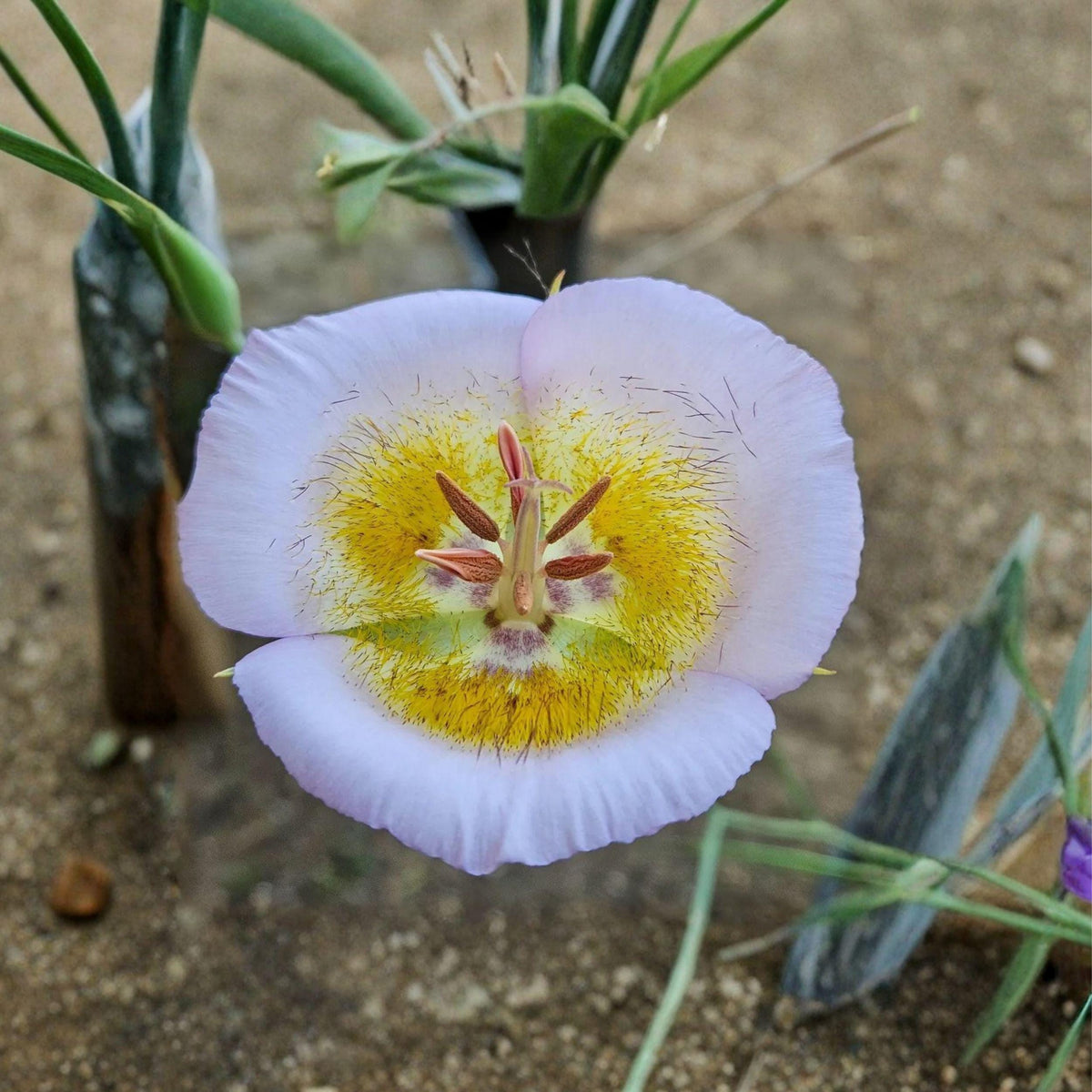 Calochortus flexuosus Seeds | Winding Mariposa Lily Native Wildflower Bulb for Garden, Rock, and Wildflower Plantings