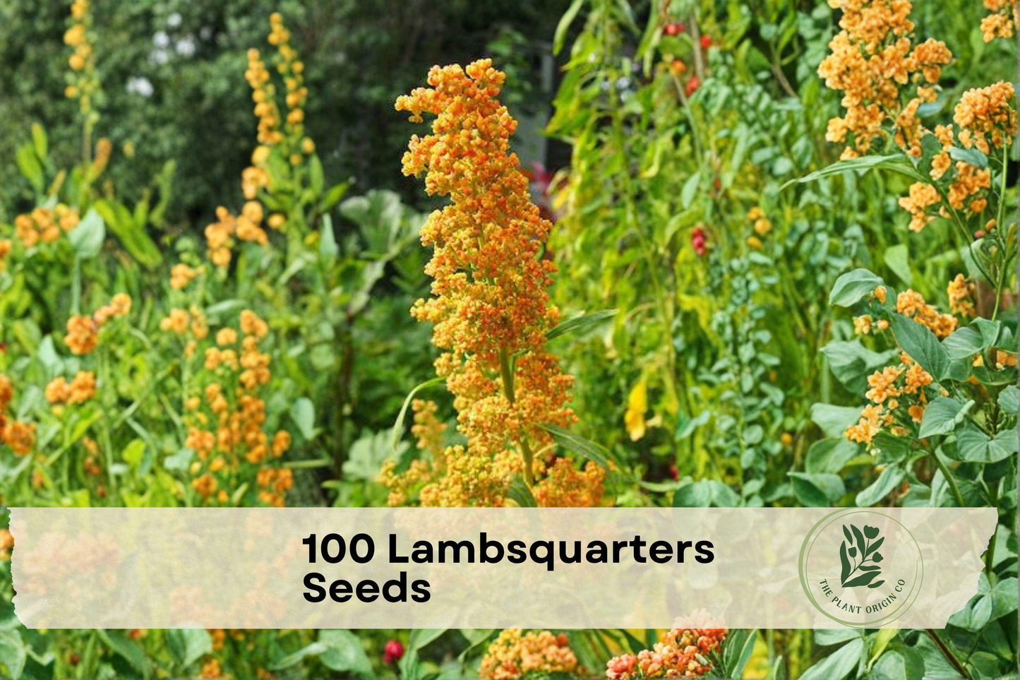 100 Lambsquarters Seeds Chenopodium album - Edible Leafy Green for Garden, Outdoor, Natural-Style Plant