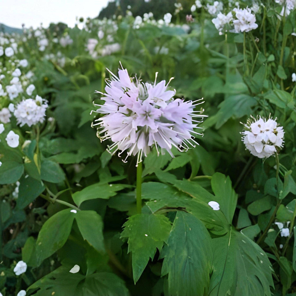 Hydrophyllum virginianum Seeds – Virginia Waterleaf Perennial Wildflower for Shade Gardens, Native Woodland Groundcover, Pollinator Plant