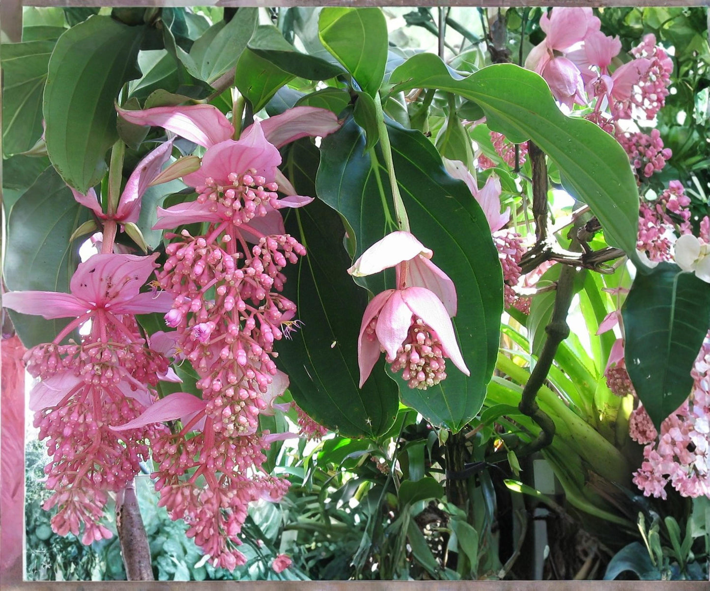 Live Medinilla Magnifica ‘Zenz’ Starter Plant – Pink Chandelier Tropical Houseplant for Indoor Decor