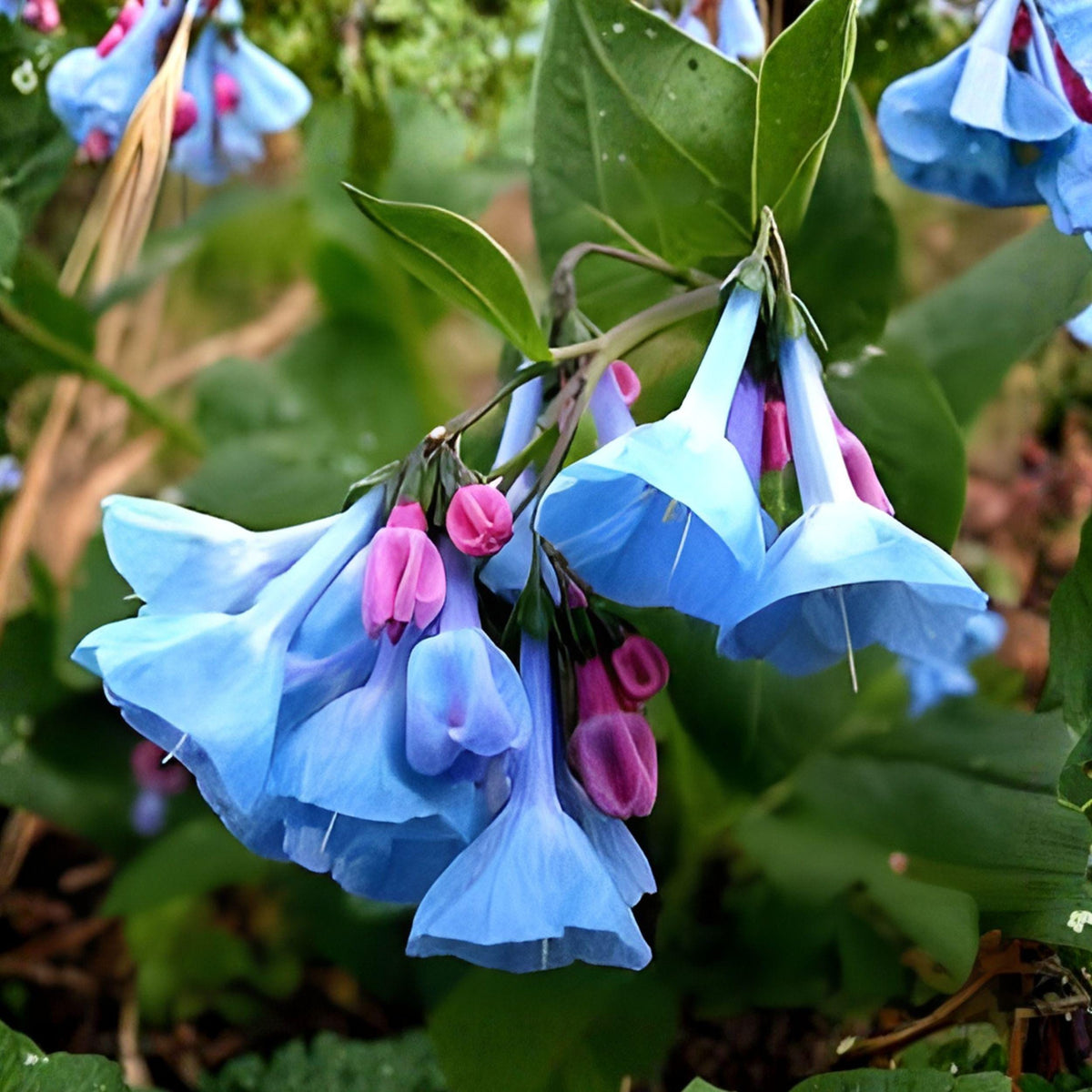 Mertensia virginica Seeds – Virginia Bluebells Wildflower for Shade Gardens, Early Spring Blooming Perennial, Native Woodland Plant