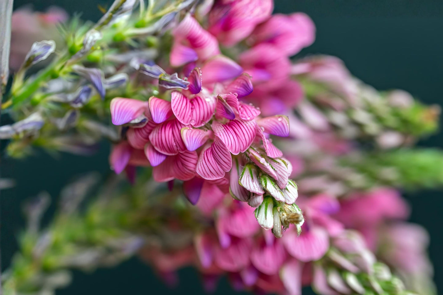Sainfoin Shoshone Seeds (100) | Forage Legume, Pink Flowers, Drought Tolerant, Nitrogen Fixer, Livestock & Soil Improvement, Onobrychis viciifolia