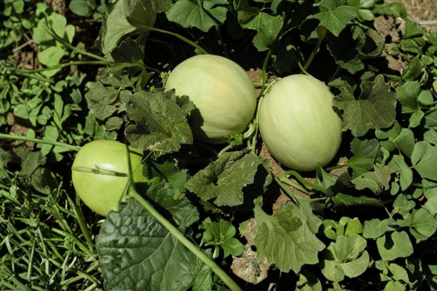 Honeydew Melon Seeds – Heirloom Non-GMO Green Flesh Winter Melon for Juicy Fruit, 50+ Seeds