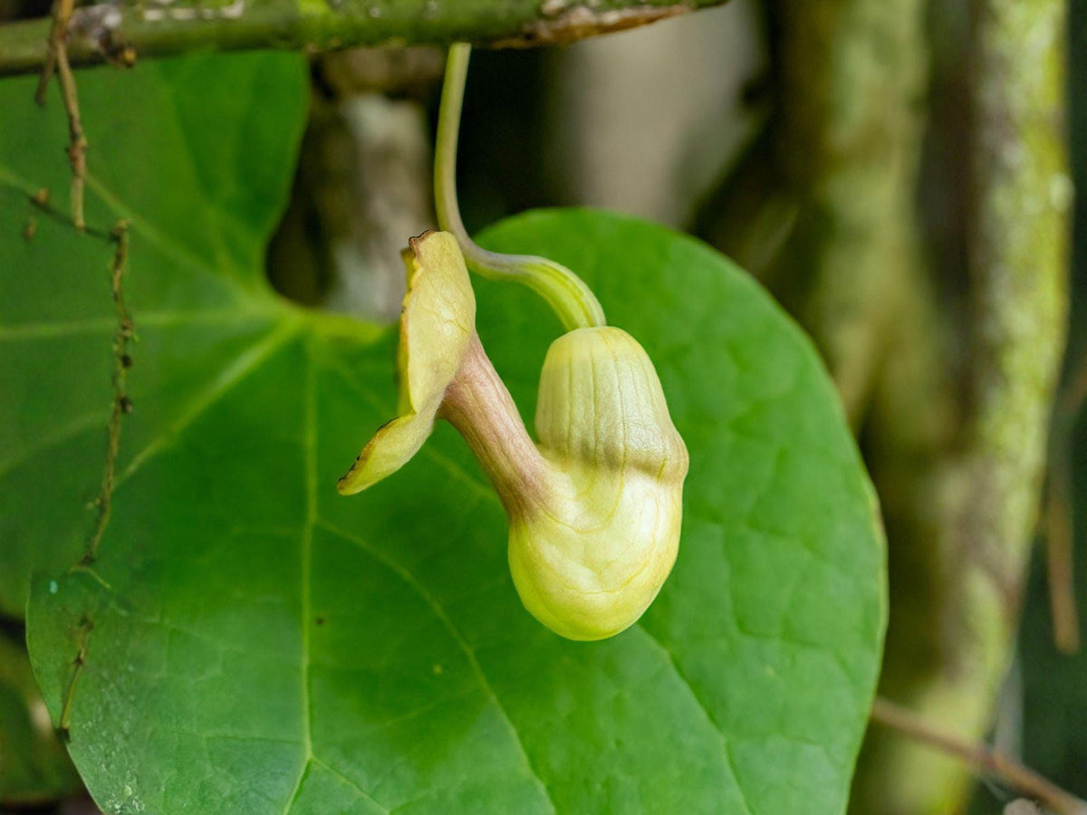 Dutchman’s Pipevine Seeds – Aristolochia tomentosa Heirloom Climbing Vine for Butterfly Gardens and Native Landscaping