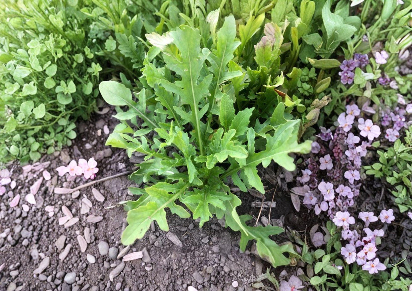 Organic Arugula Seeds - Heirloom Non-GMO Eruca sativa, Peppery Leafy Green for Salad Gardens, Fast Growing, Cool Season Crop