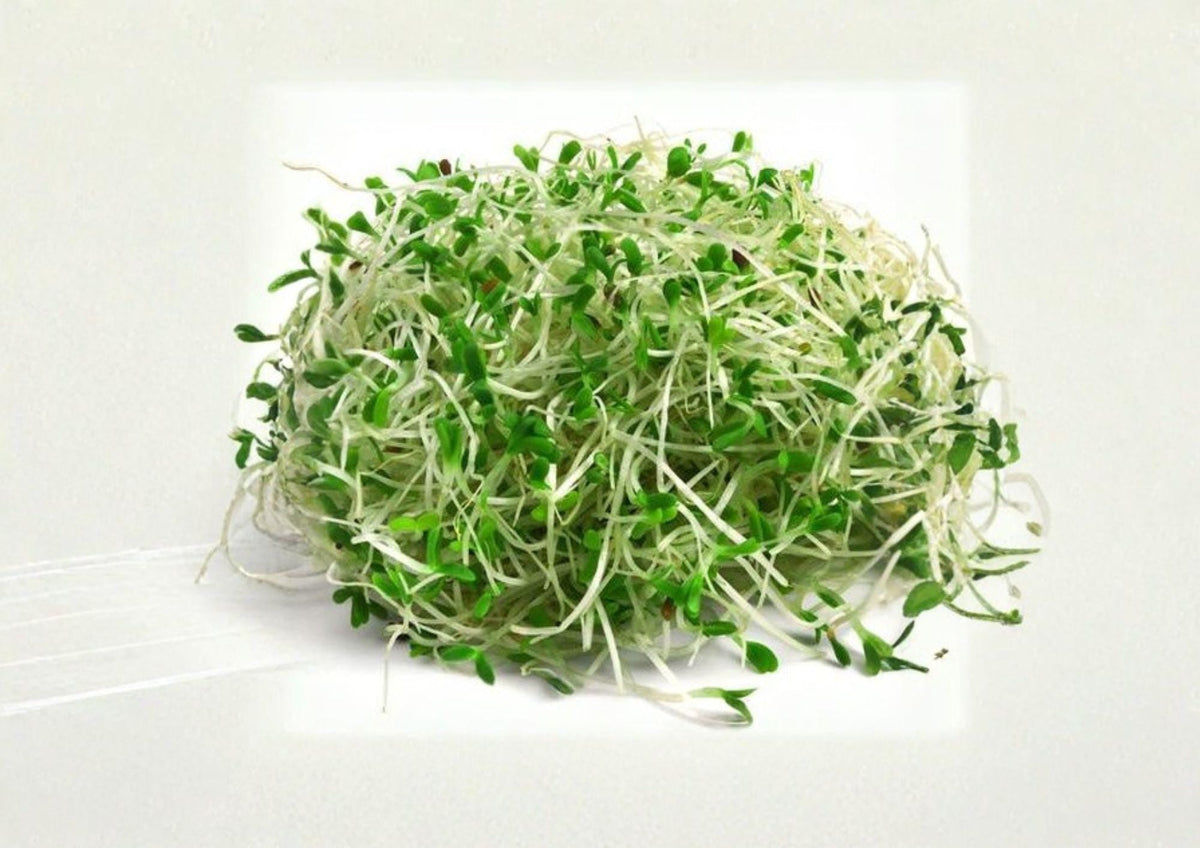 Organic Alfalfa Sprouting Seeds 1500+ Medicago sativa Non-GMO Microgreens for Healthy Salad and Superfood