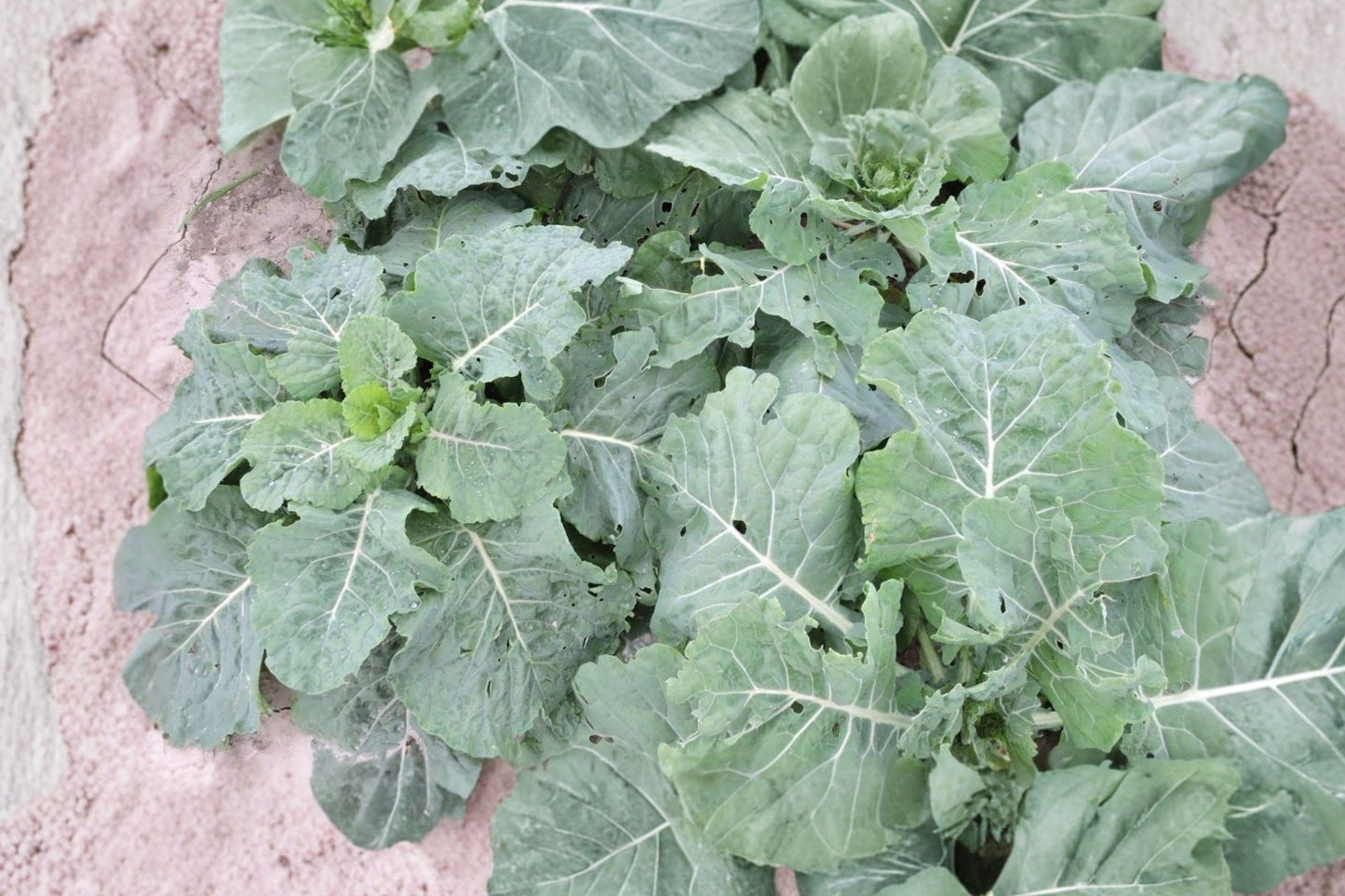 Heirloom Non-GMO Collard Seeds - Morris Heading Variety for Vegetable Gardens, Leafy Greens, Nutritious, Easy to Grow