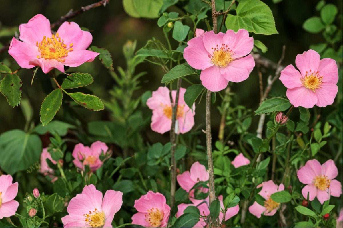 Swamp Rose Seeds – Rosa palustris – Native Deciduous Shrub with Pink Flowers & Red Hips, Wetland & Moist Soil Plant