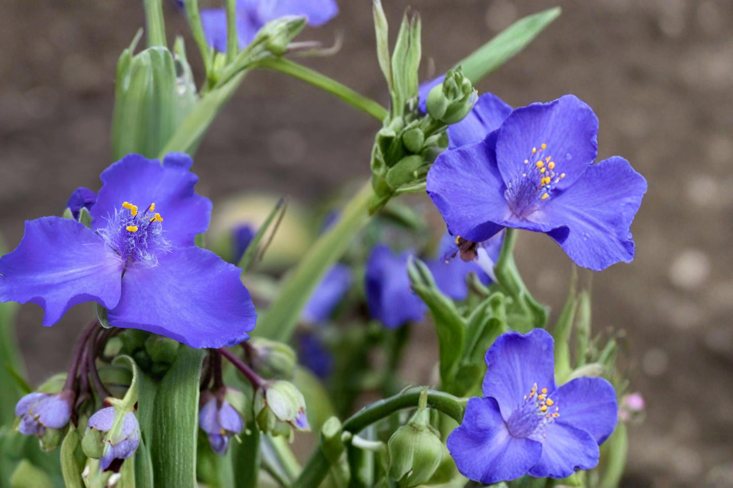 Western Spiderwort Seeds – 25 Native Perennial, Blue to Purple Flowers, Tradescantia occidentalis, Drought Tolerant Plant