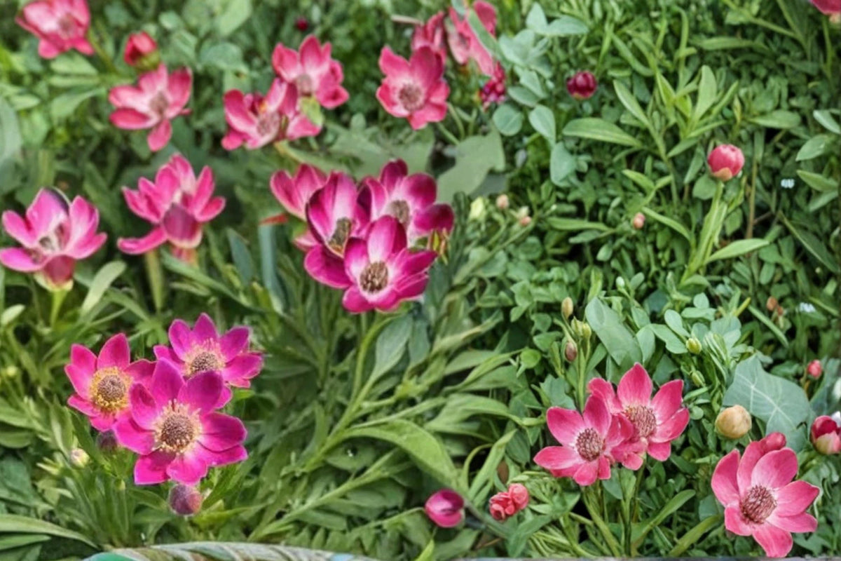 Windflower Seeds – Anemone multifida Herbaceous Perennial with White to Red Flowers, 100 Seeds