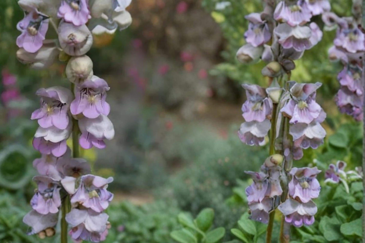 Palmer Penstemon Seeds – Penstemon palmeri Herbaceous Perennial with Pale Pink to Lavender Tubular Flowers, Drought Tolerant, Xeriscape Plant