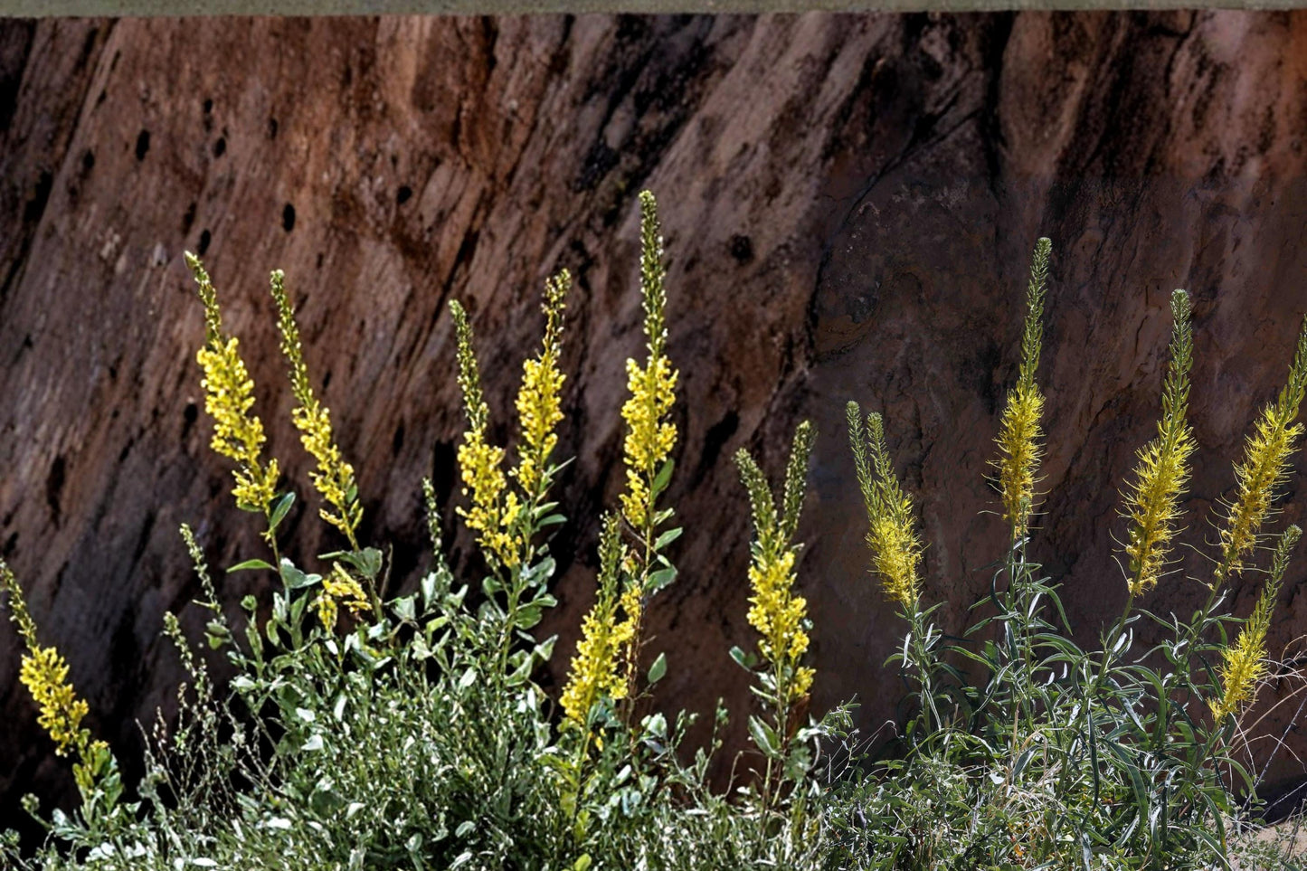 Prince's Plume Seeds – Herbaceous Perennial, Yellow Flowers, Drought Tolerant, Stanleya pinnata, Xeriscape, Desert Garden