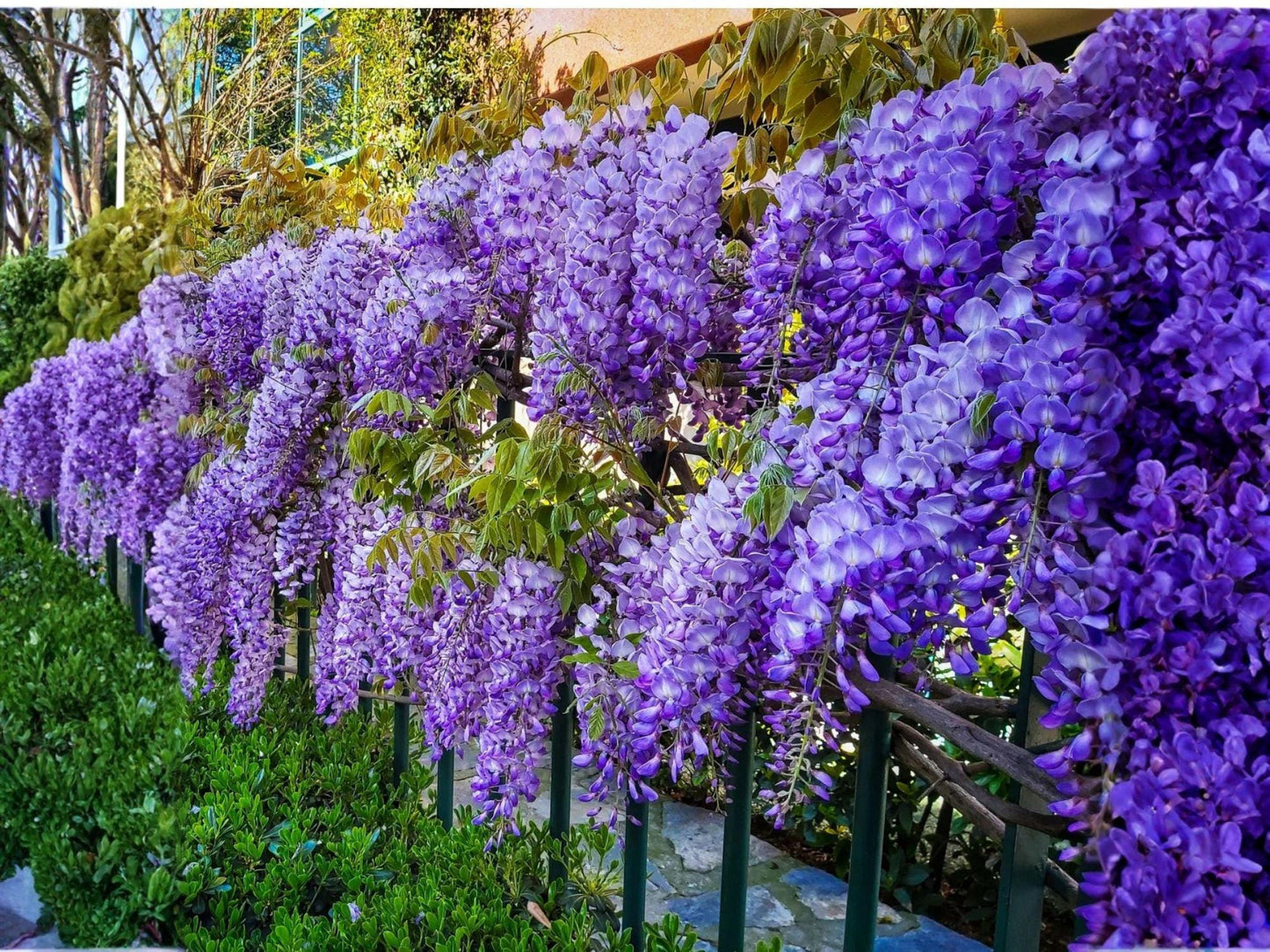 Purple Wisteria Vines – Climbing Plant with Cascading Purple Flowers, Wisteria sinensis, 12-18 Inches Tall