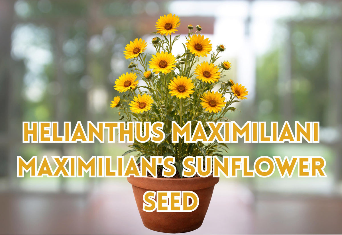 Maximilian Sunflower Seeds – Helianthus maximiliani – Perennial Wildflower for Pollinators – Bright Yellow Flowers, 100 Seeds