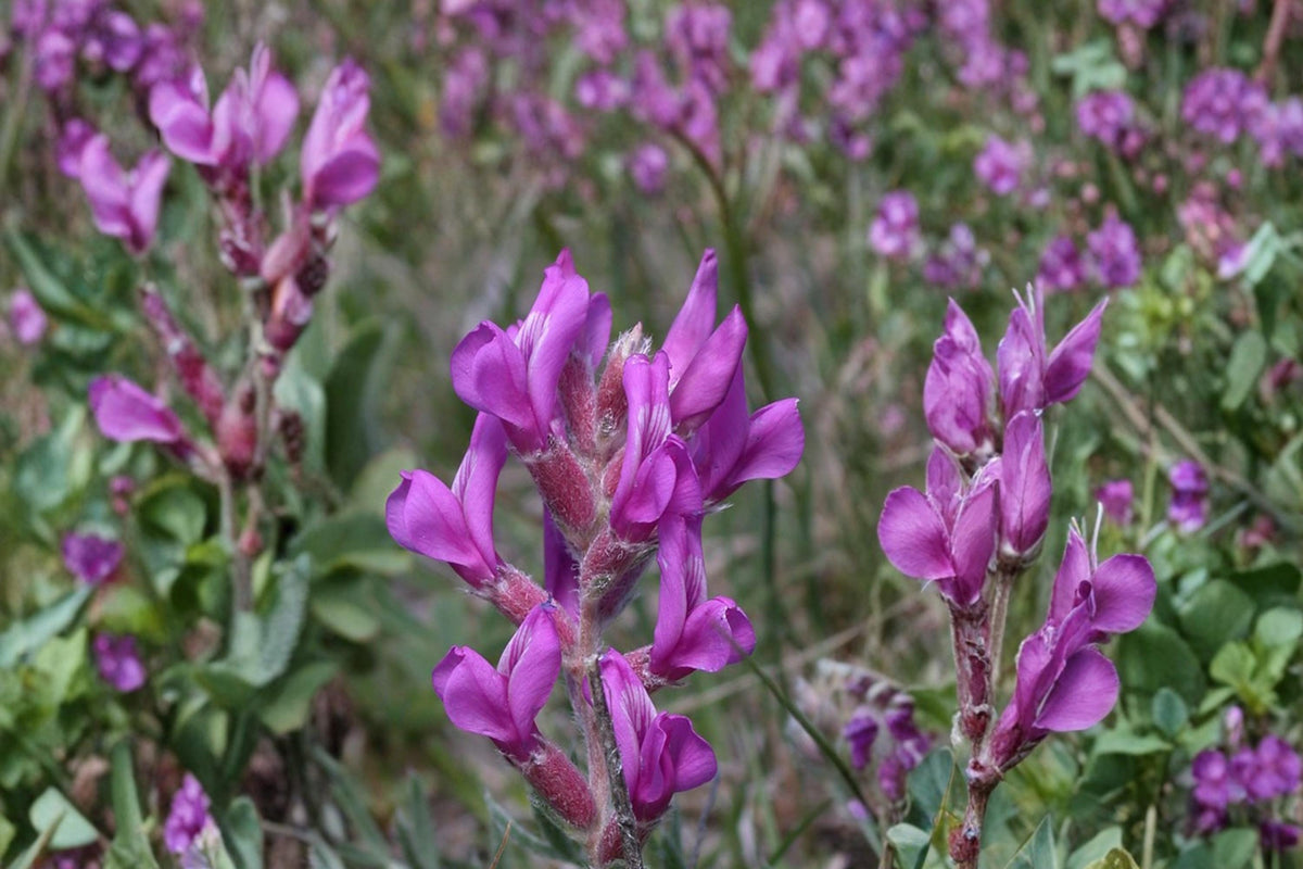 Showy Locoweed Seeds – Oxytropis lambertii Herbaceous Perennial with Purple to Pink Flowers, Drought Tolerant, Prairie & Rock Garden Plant