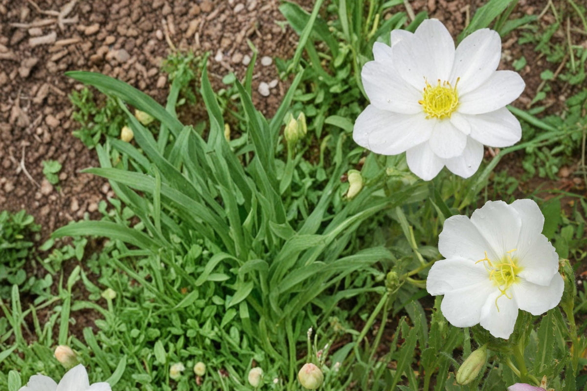 Pale Evening Primrose Seeds 100 Oenothera pallida Herbaceous Perennial White Pink Drought Tolerant