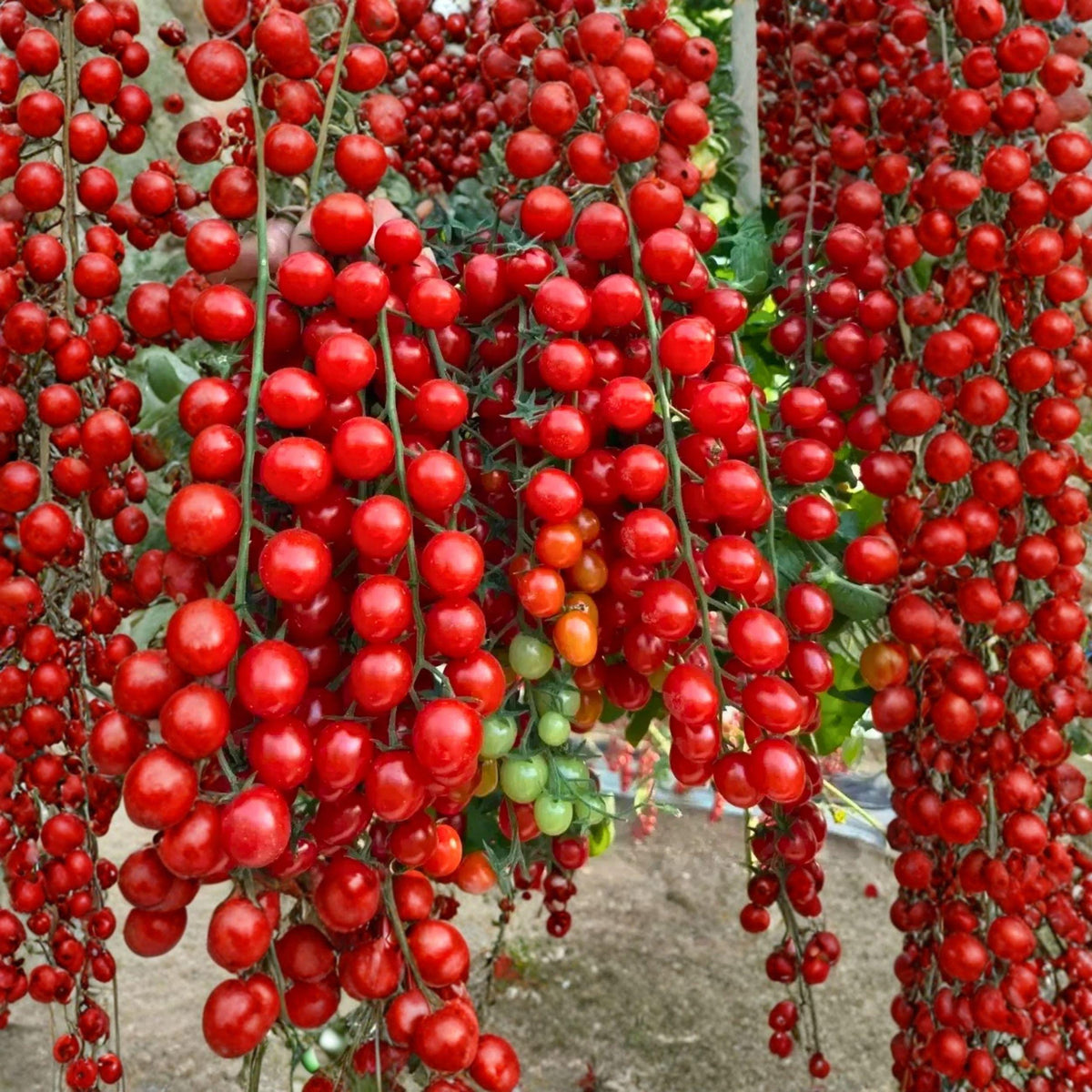 Sweetie Cherry Tomato Seeds, Indeterminate, High Yield, Red Fruit, Solanum lycopersicum, 150 Seeds