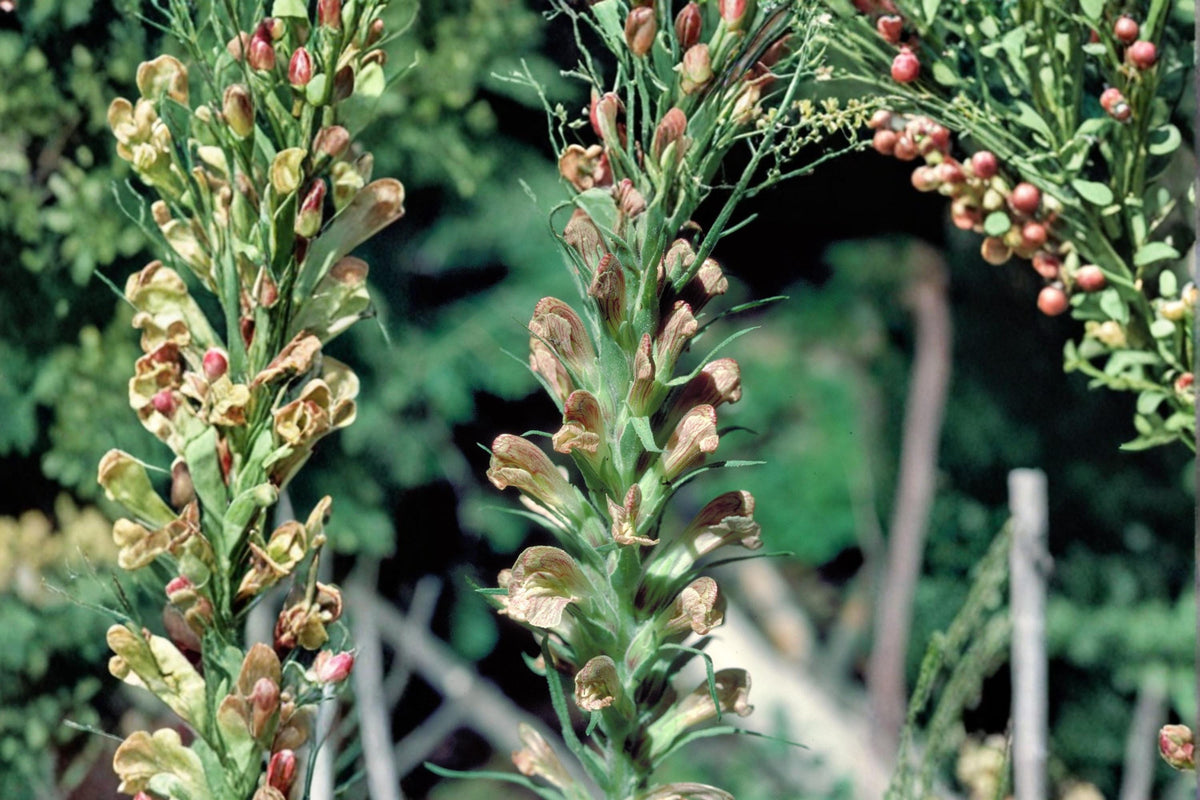 Giant Lousewort Seeds – Pedicularis procera Herbaceous Perennial with Pale Yellow Flowers for Wildflower Gardens