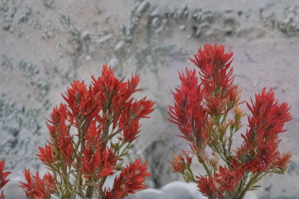 Wyoming Indian Paintbrush Seeds - Castilleja linariifolia - Perennial Wildflower with Red to Orange Bracts, Native Prairie Plant