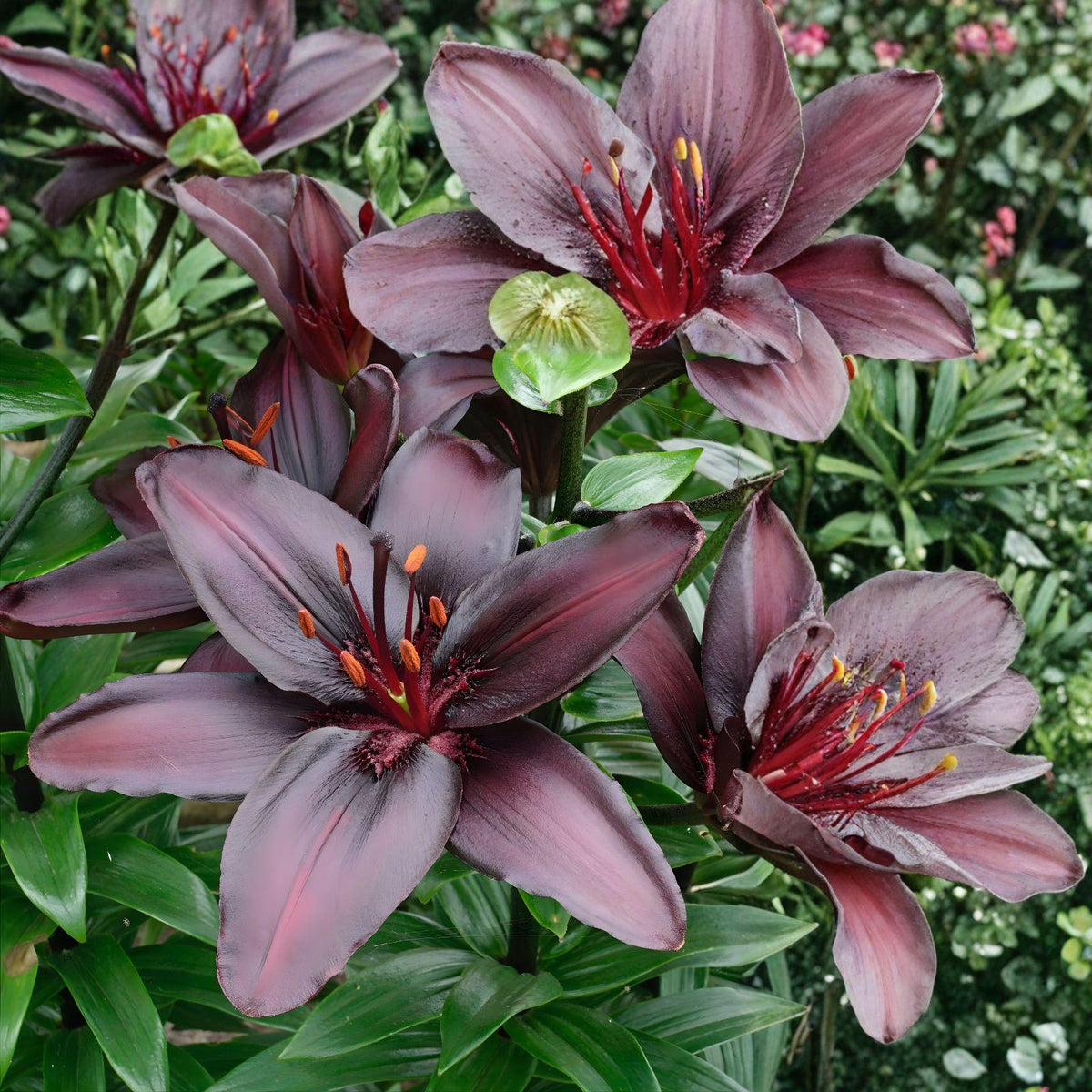 Blackstone Asiatic Lily Bulbs | Deep Burgundy Black Flowers | Summer Blooming Lilium | 5 Bulbs