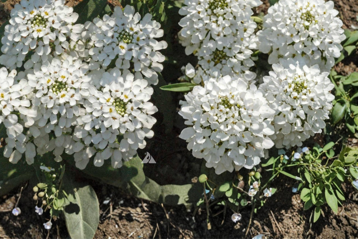 Empress Candytuft Seeds – Iberis amara Herbaceous Annual with Dense White Flowers, Perfect for Borders and Edging, 100 Seeds
