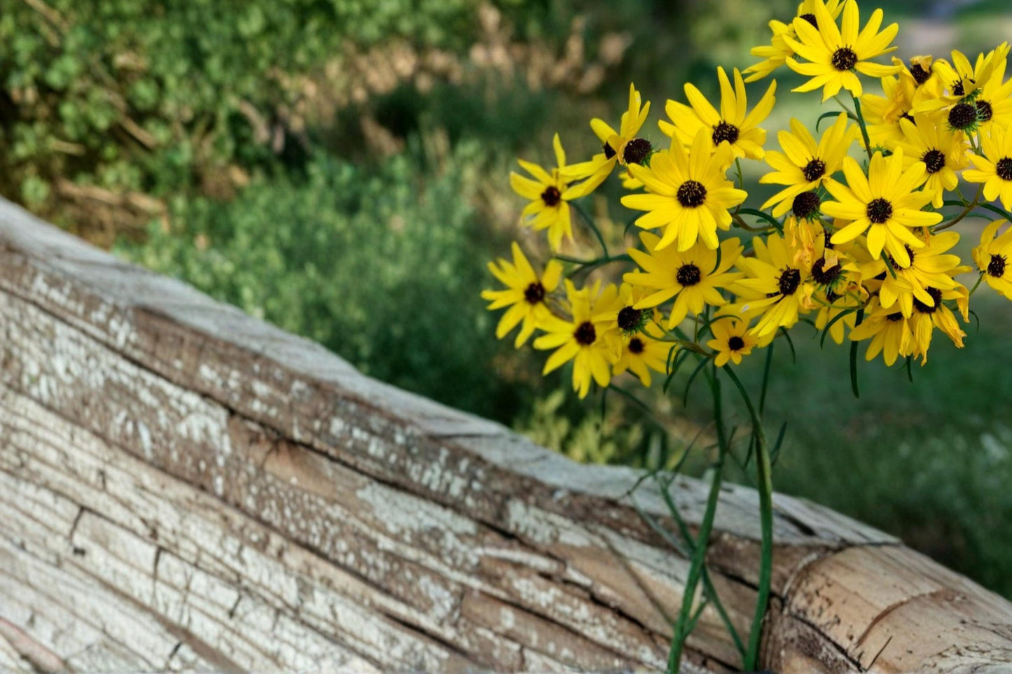 Swamp Sunflower Seeds – Helianthus angustifolius – Native Perennial with Bright Yellow Daisy-Like Flowers for Wetlands & Gardens