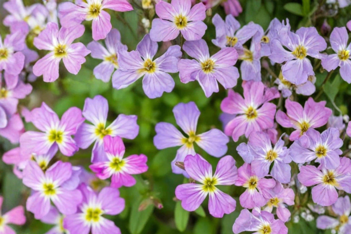 Virginia Stock Seeds – Malcolmia maritima, Herbaceous Annual, Pink, Purple & White Flowers, Border & Container Plant