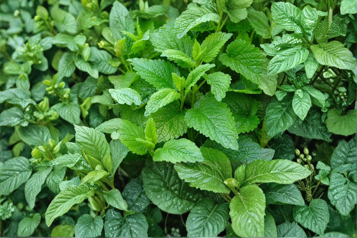Lemon Balm Seeds – Melissa officinalis Herbaceous Perennial for Herb Gardens & Borders – Aromatic Green Foliage, Pale Flowers