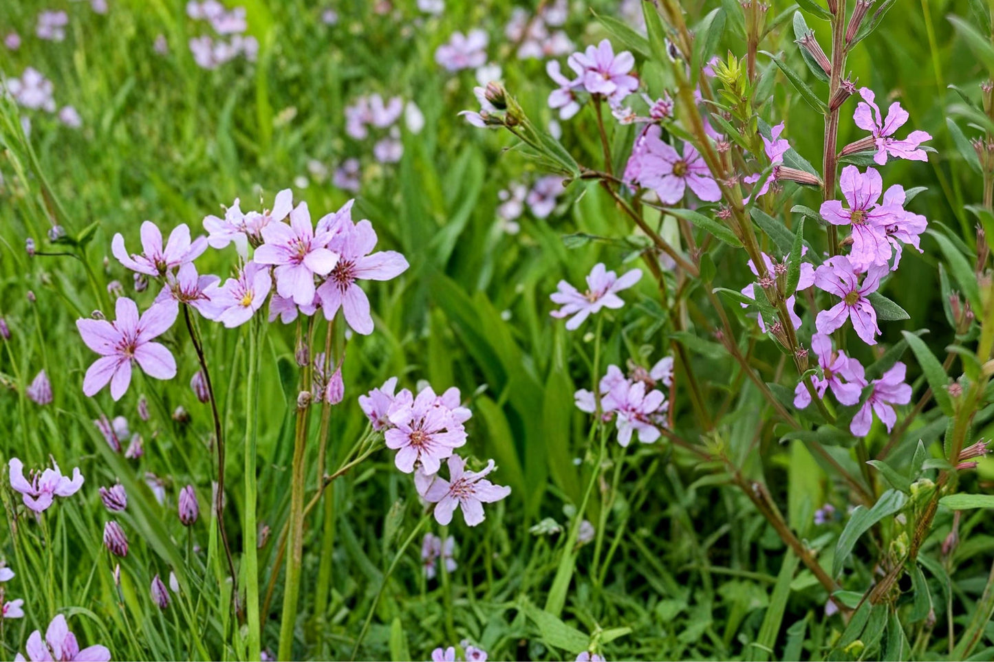 Winged Loosestrife Seeds 1000 Lythrum alatum Native Perennial Pink Lavender Wildflower Meadow Plant