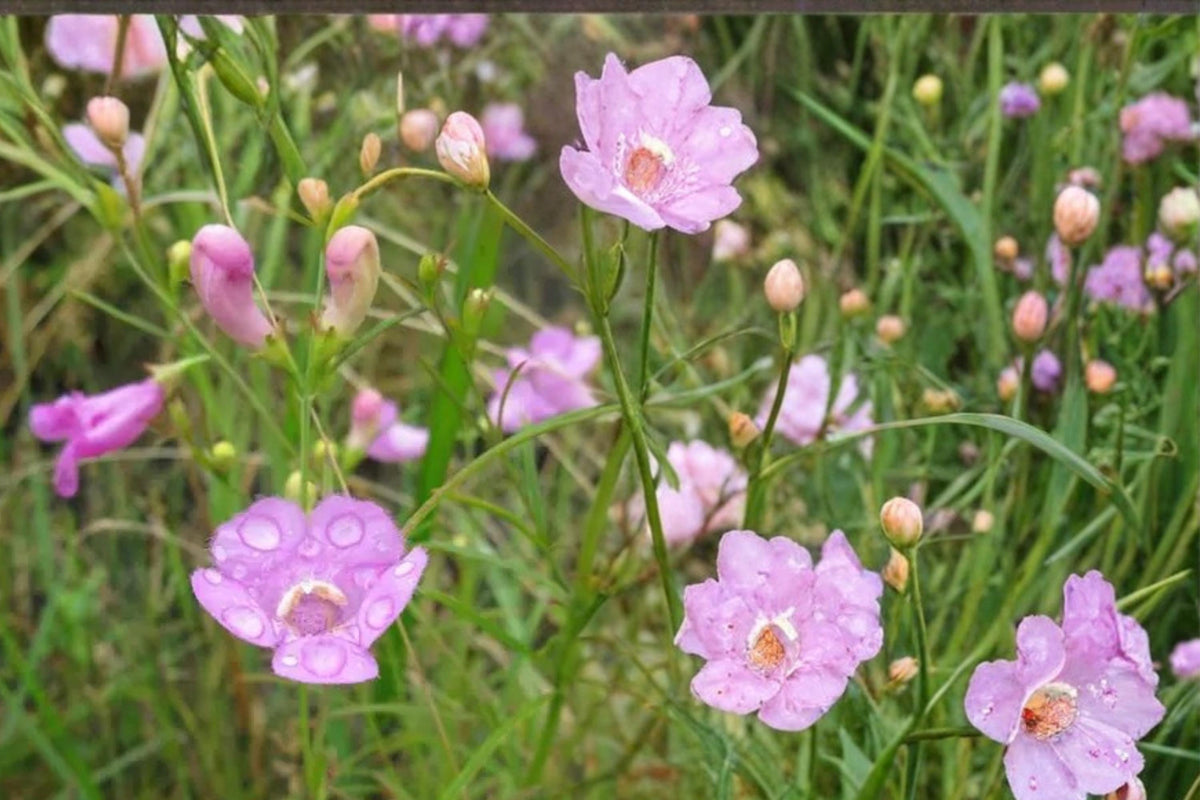 Slender False Foxglove Seeds 250 Agalinis tenuifolia Native Wildflower Pink Purple Tubular Flowers