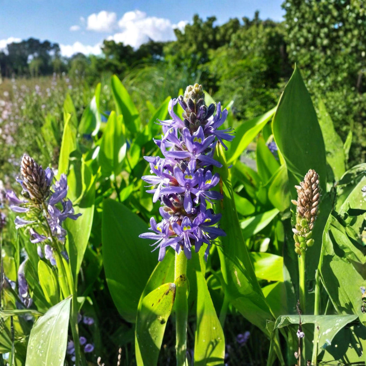 Pontederia cordata Seeds – Pickerel Weed, Aquatic Pond Plant, Purple Water Flower, Wetland Garden Plant, 10 Seeds