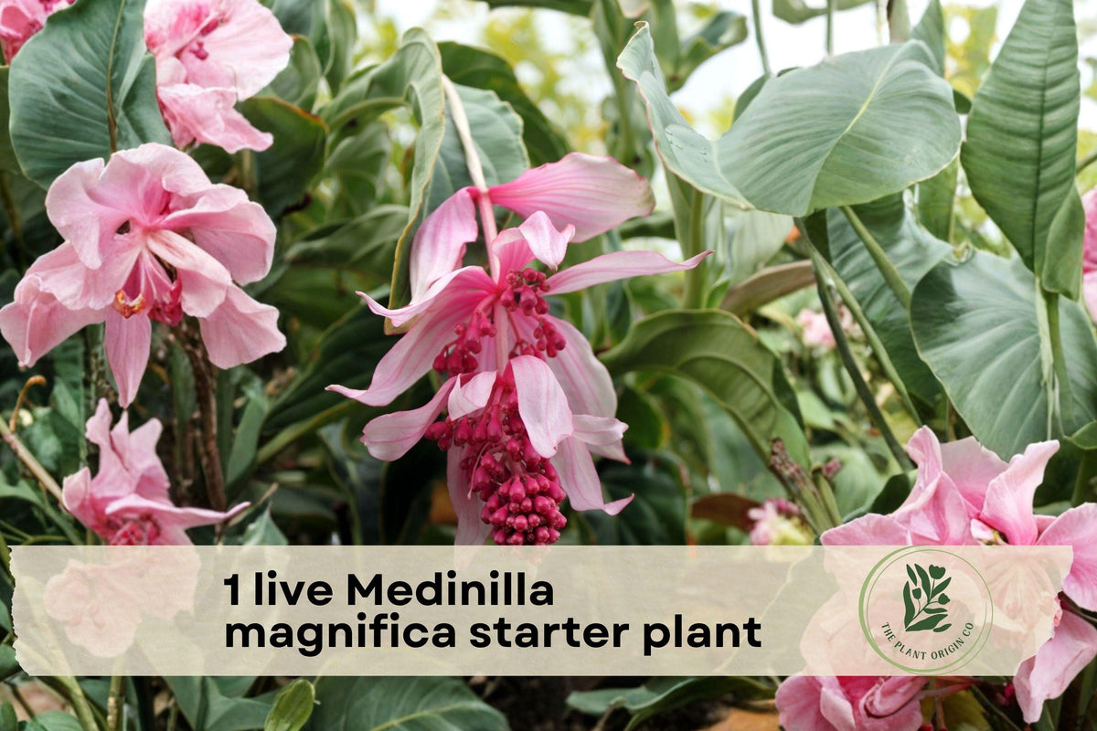 Live Medinilla magnifica Starter Plant – Tropical Houseplant with Pink Cascading Blooms & Lush Green Foliage