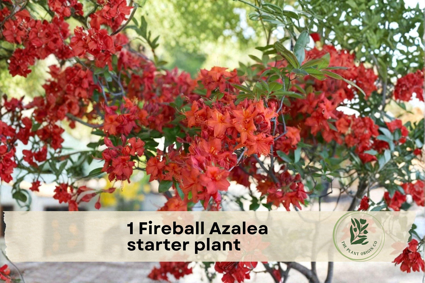 Fireball Azalea Starter Plant, Rhododendron spp., Flowering Shrub, Orange-Red Blooms, Live Plant for Garden Beds & Borders