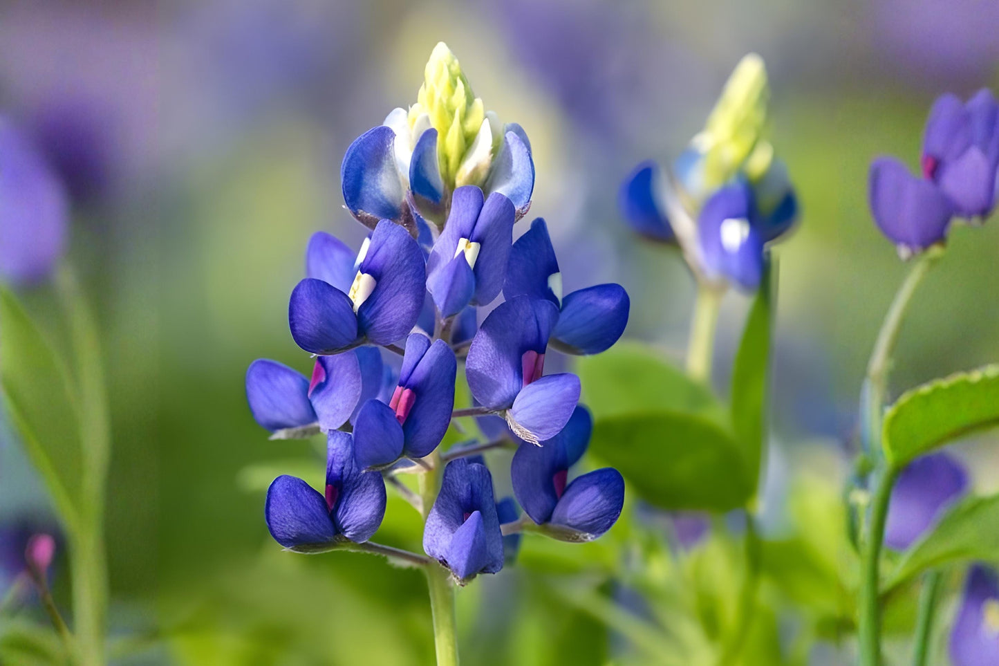 Texas Bluebonnet Seeds (50) | Lupinus texensis Wildflower for Gardens, Meadows & Pollinators